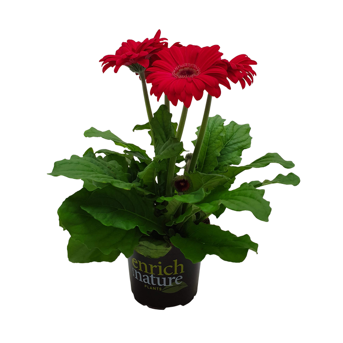 120mm Gerbera - Gerbera jamesonii