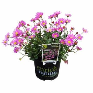 150mm Swan River Daisy - Brachyscome Brasco Candy