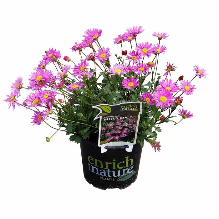150mm Swan River Daisy - Brachyscome Brasco Candy