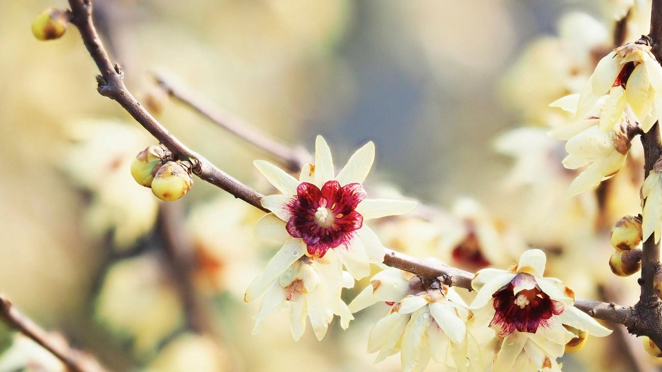 : Yellow, ‘Wintersweet’ flowers in bloom on tree branches
