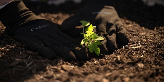 Tips for thriving bunnings tomato growth and abundant harvests
