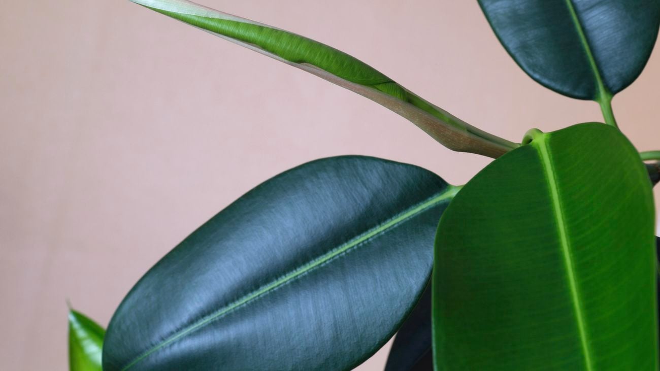 A close up of the leaves on a ficus plant.