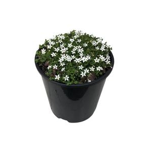 1.9L Pratia Angulata Alba