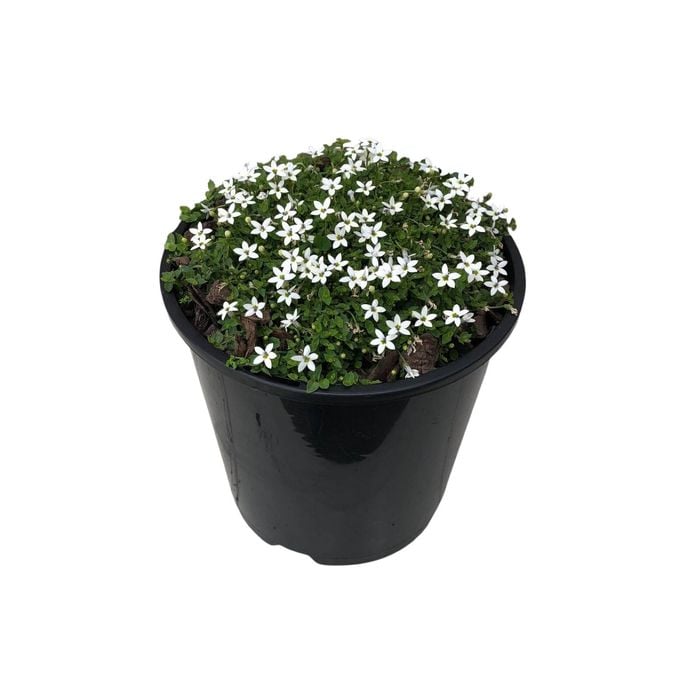 1.9L Pratia Angulata Alba