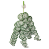 Reptile One Hanging Plant Brunnera Green Silver W/ Suction Cup 70cm (46709)