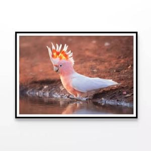 Orange Cockatoo Bird Near Water  Print 100% Australian Made 120x90cm  (poster)