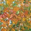 Bagged Fraxinus Pennsylvanica Cimmzam Cimmaron Arsh