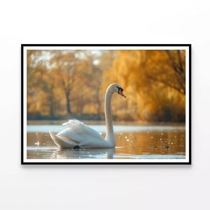 Swans on Autumn Pond View  Print 100% Australian Made 120x90cm  (Poster)