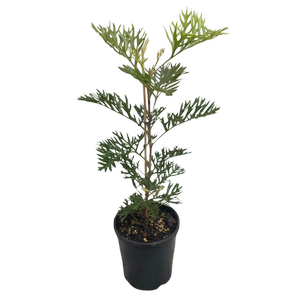 140mm Grevillea Robyn Gordon - Grevillea bipinnatafida x banksii