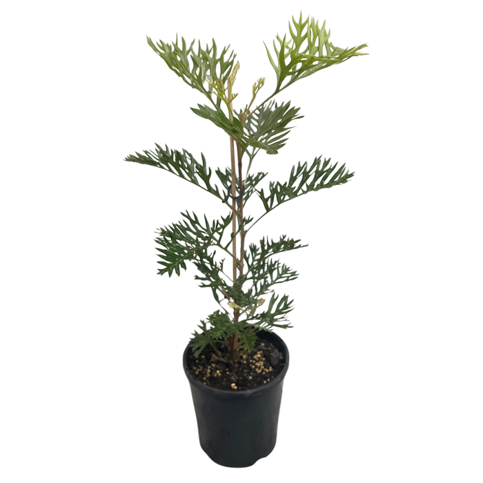 140mm Grevillea Robyn Gordon - Grevillea bipinnatafida x banksii