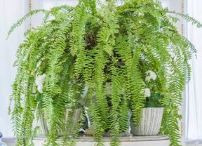 A Boston fern indoors displayed in a large pot and sitting on a stand