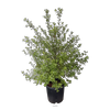 10L Pittosporum Wrinkle Blue - Pittosporum tenuifolium
