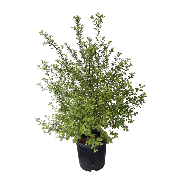 10L Pittosporum Wrinkle Blue - Pittosporum tenuifolium