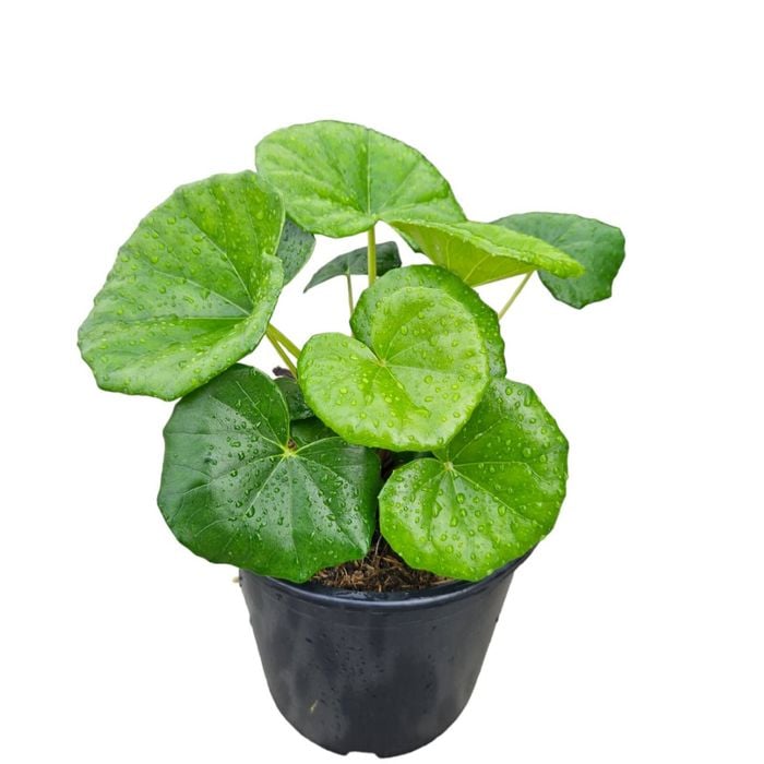 170mm Tractor Seat Plant - Ligularia Reniformis