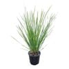 1.3L Nyalla Grass - Lomandra Nyalla