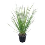1.3L Nyalla Grass - Lomandra Nyalla