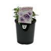 1.5L Calibrachoa Lavtastic - Calibrachoa