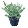 2L Coastal Rosemary Grey Box - Westringia fruticosa Grey Box