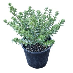 2L Coastal Rosemary Grey Box - Westringia fruticosa Grey Box