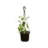 125mm Samoensis Hanging Basket - Hoya