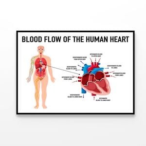 Blood Flow of Human Heart Illustration  Print 100% Australian Made 120x90cm  (Poster)