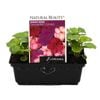 Impatiens Cranberry Combo Punnet  - Impatiens x walleriana