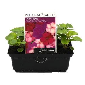 Impatiens Cranberry Combo Punnet  - Impatiens x walleriana