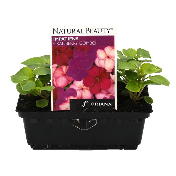 Impatiens Cranberry Combo Punnet  - Impatiens x walleriana