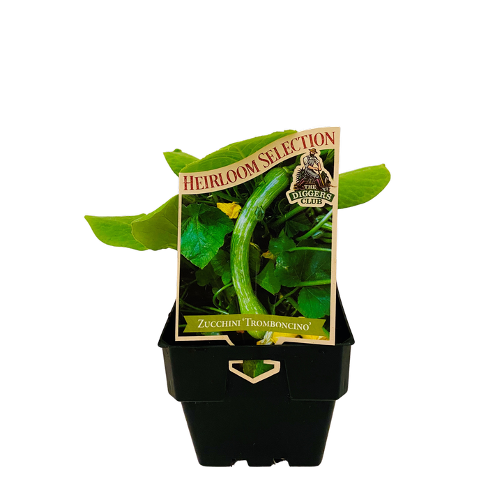 100mm Zucchini Tromboncino - Cucurbita moschata