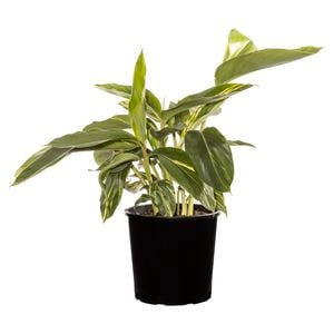 200mm Alpinia - Alpinia zerumbet