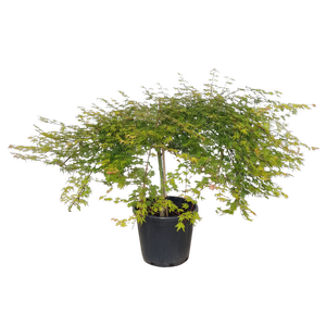 10L Laceleaf Japanese Maple - Acer palmatum Emerald Lace