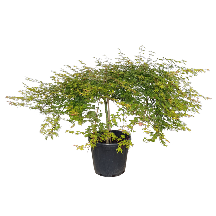 10L Laceleaf Japanese Maple - Acer palmatum Emerald Lace