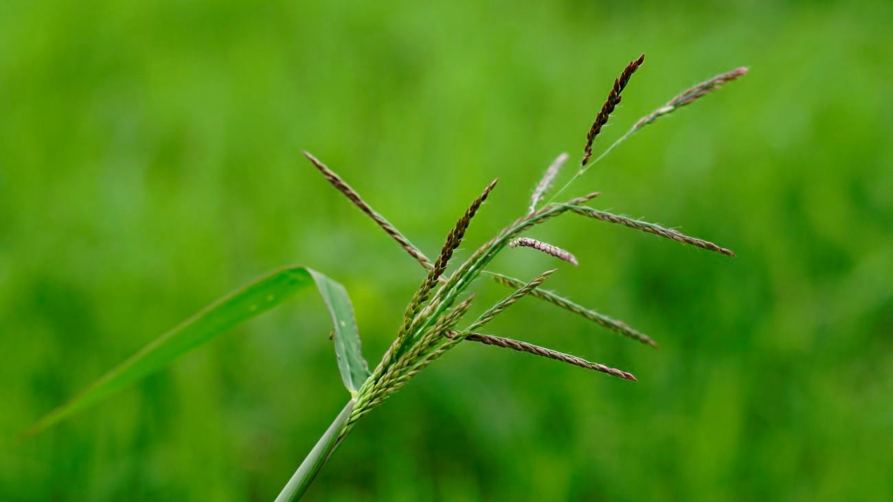 Close up of reddish green paspalum with fine hairs