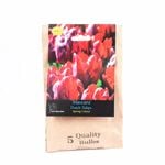Yarra Valley Bulbs Tulip Mascara - 5 Pack