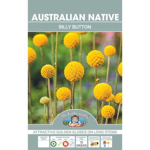 Mr Fothergill's Billy Button Seeds - Bunnings Australia