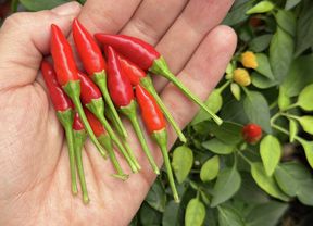 Hand holding freshly picked red chilli peppers against a leafy chilli plant with ripening fruit.