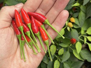 Hand holding freshly picked red chilli peppers against a leafy chilli plant with ripening fruit.