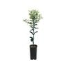 4L Kumquat Nagami Grafted - Citrus japonica