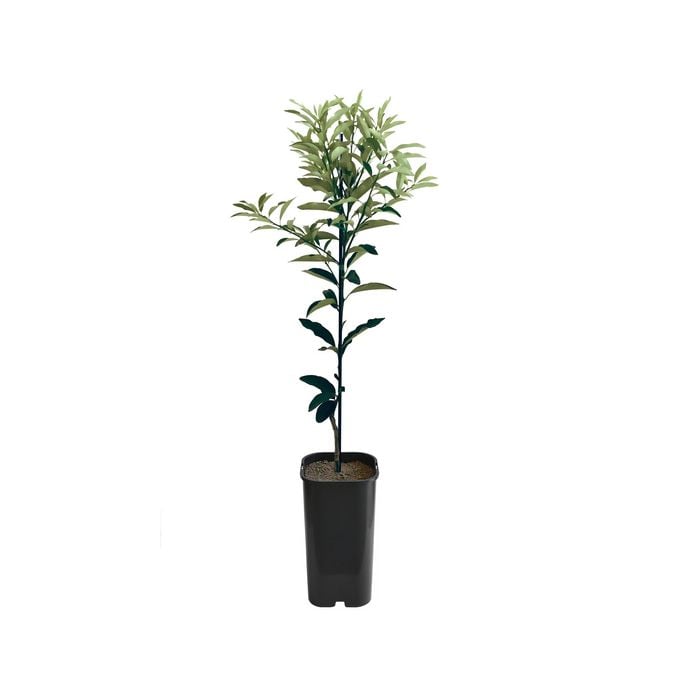 4L Kumquat Nagami Grafted - Citrus japonica