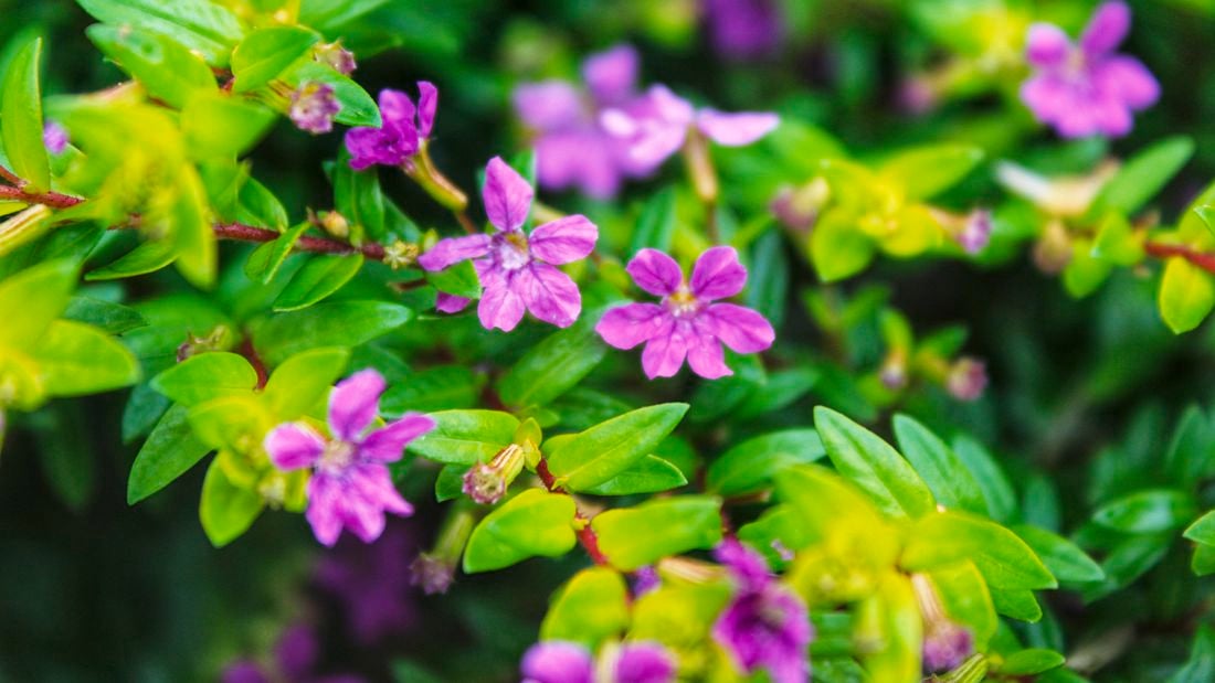 A cuphea shrub with delicate purple flowers.