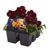 6 Cell Fusion Flowers Pansy Rose - Viola x wittrockiana