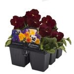 6 Cell Fusion Flowers Pansy Rose - Viola x wittrockiana