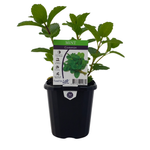 125mm Mint Common - Mentha Spicata