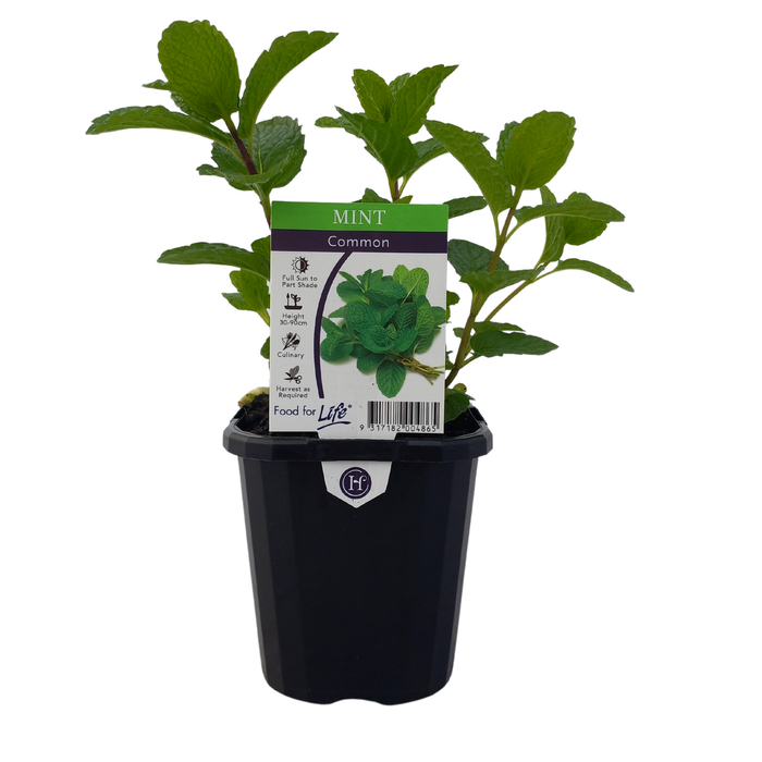 125mm Mint Common - Mentha Spicata