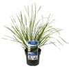 140mm Lomandra Tanika - Lomandra longifolia