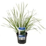 140mm Lomandra Tanika - Lomandra longifolia