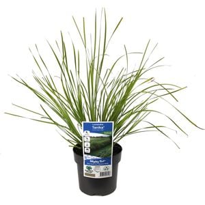 140mm Lomandra Tanika - Lomandra longifolia