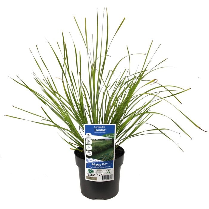 140mm Lomandra Tanika - Lomandra longifolia