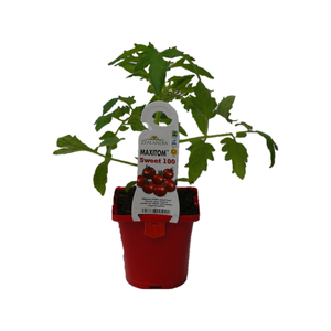 100mm Tomato Graft Sweet 100 - Lycopersicum