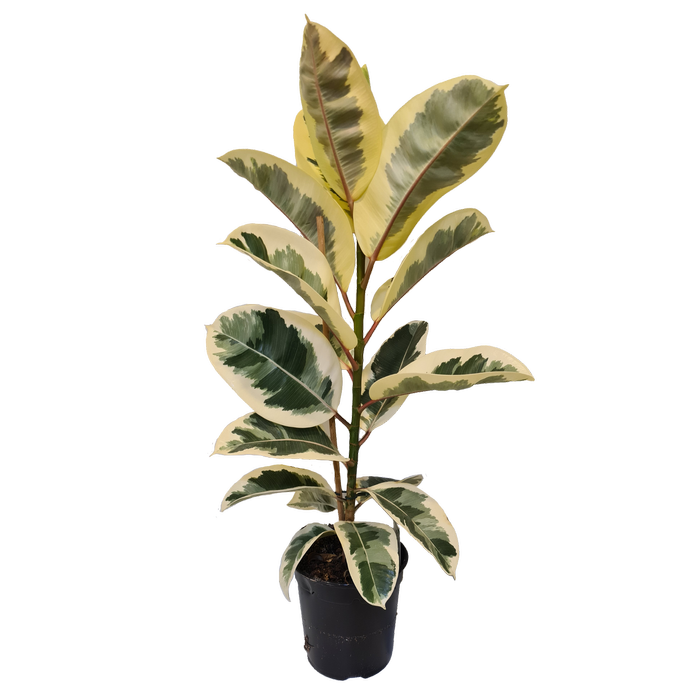 170mm Rubber Plant - Ficus elastica Tineke